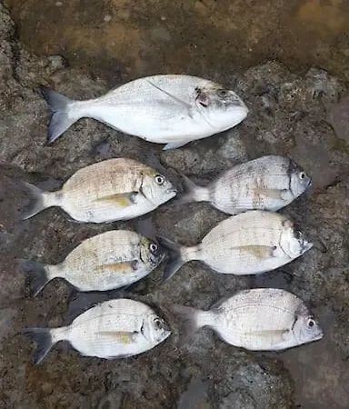 Casa Da Tojeira Casal de Pianos